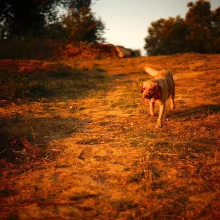 אכסניה Biovilla Sustentabilidade פלמלה