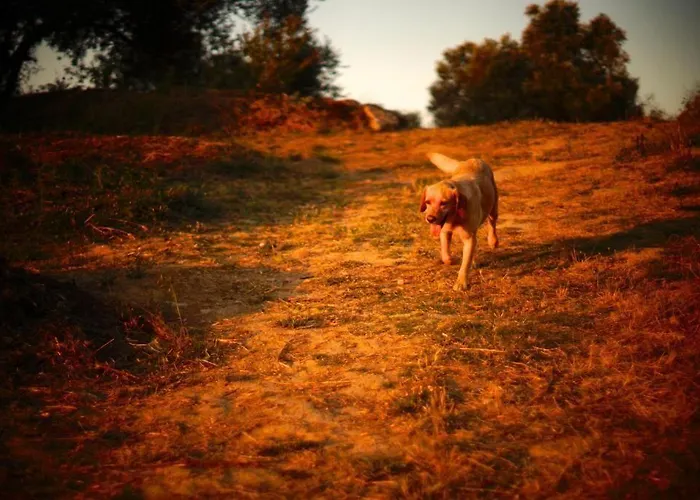 山林小屋 生物生态别墅 帕尔梅拉